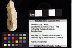 Foto (Objket + Etiketten) von Goniodromites complanatus (Reuss, 1858) 